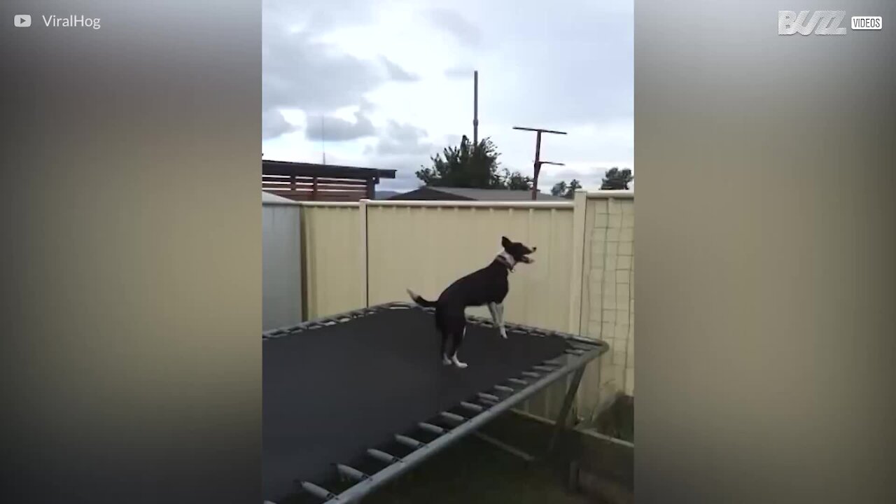 Cagnolina acrobata sul tappeto elastico