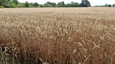 2 minutes of calm relaxation watching a wheat field & birds singing & a small light plane flies over