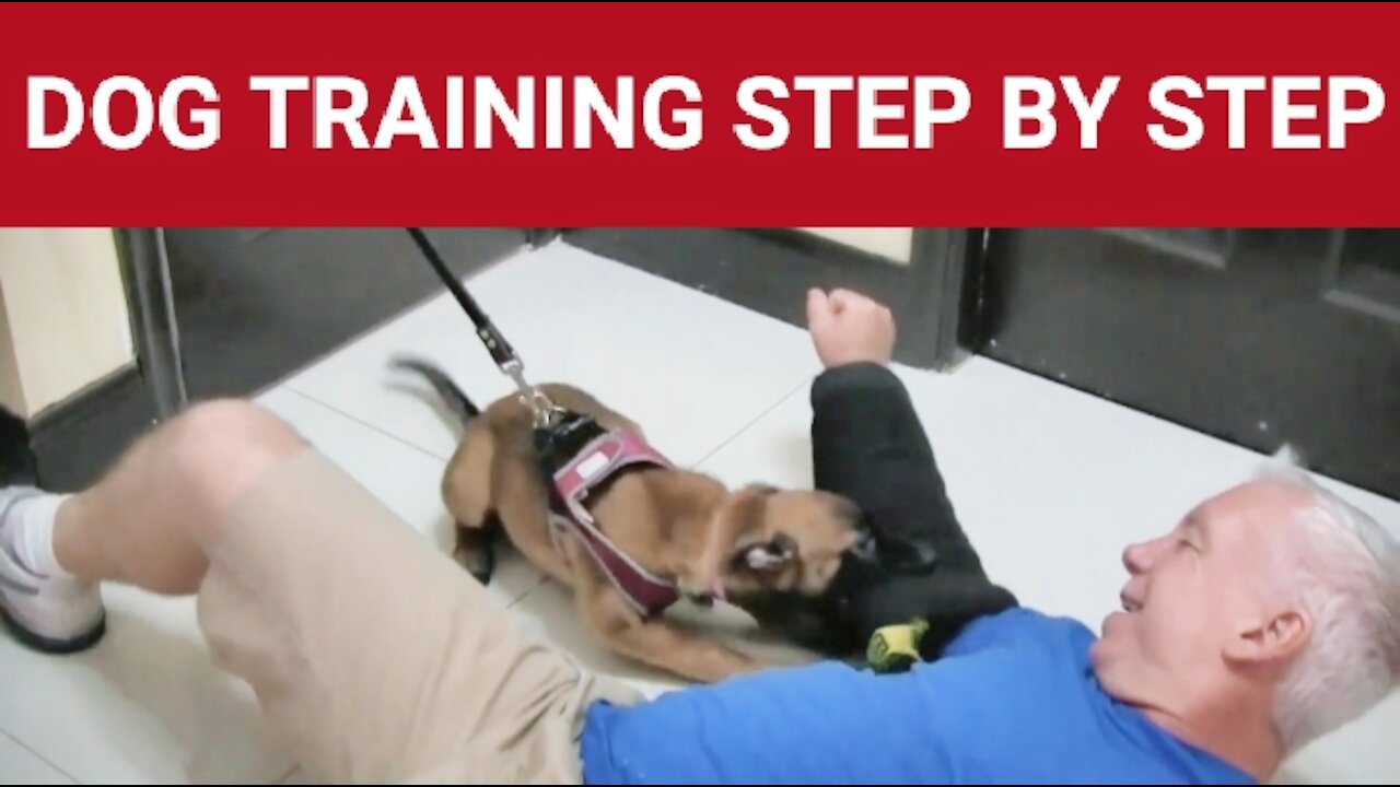 Guard Dog Training Step by Step| ||pets||