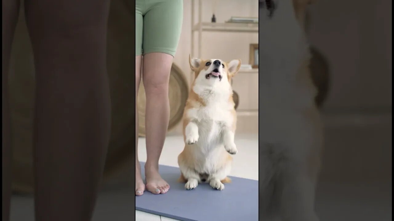 Funny cats and dogs 🐈🐩#shorts..