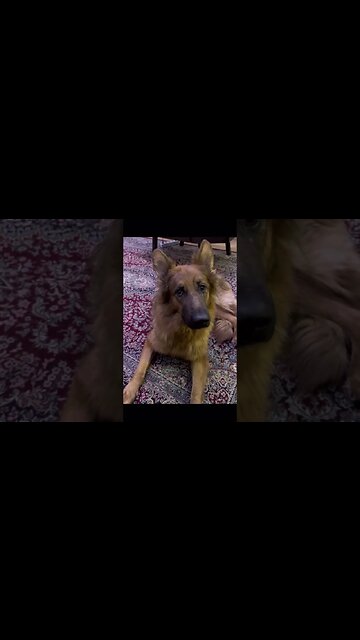 تیدا شیلا خانم سگ ایرانی باهوش تیدا سگ تربیت شده تیدا خانم سگ تربیت سگ تربیت آموزش ژرمن #مهسا_امینی