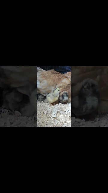 The secret lives of baby chicks