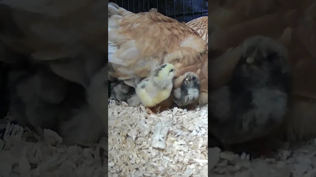 The secret lives of baby chicks