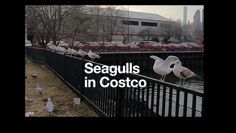 Seagull in Costco