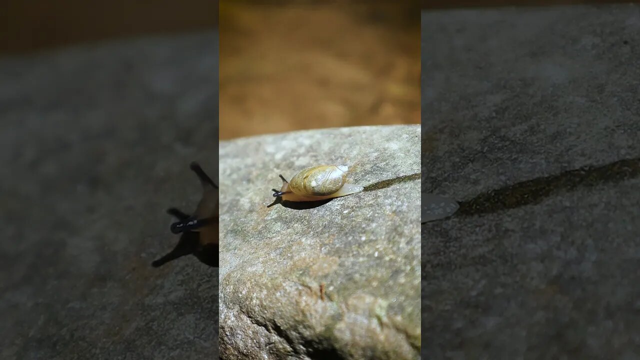 🐌 Rock Slug II 🐌