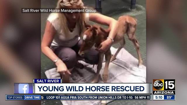 Young horse rescued from Salt River area