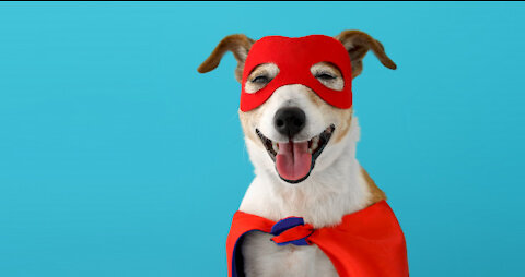 Hilarious Dog costumes