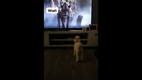 Funny dog watching tv