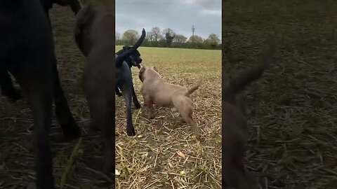 #americanbully #subscribe #dogs #foryou #viral #trending #canecorso #dog #fyp