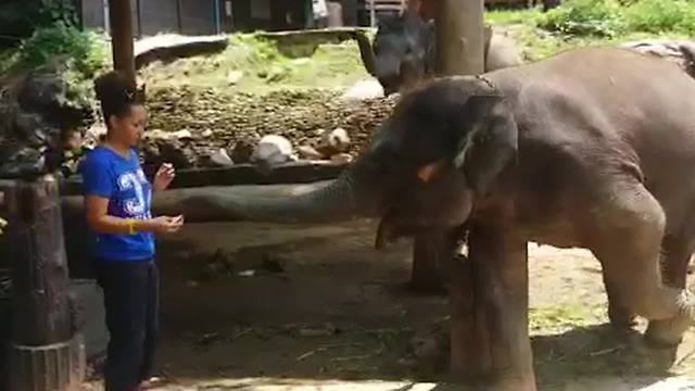 Baby Elephant Slaps A Woman After She Feeds Him