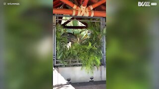 Turistas conhecem assustador Velociraptor do Jurassic World