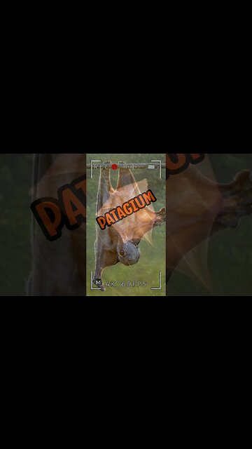 Meet the Colugo, the Flying Squirrel on Steroids