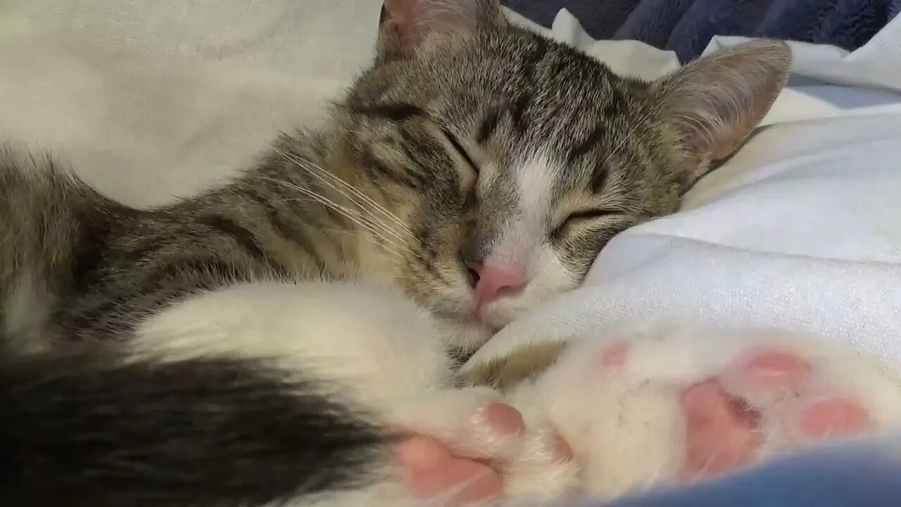 Lazy Kitty Is Sleeping In My Arms