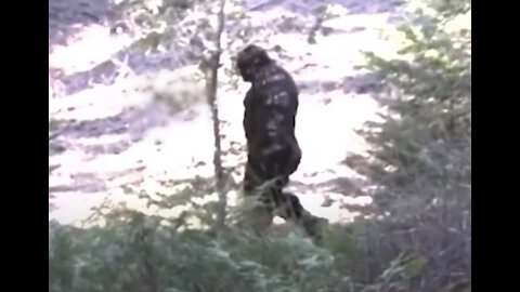 Idaho Bigfoot Sighting Aliens and Cryptids