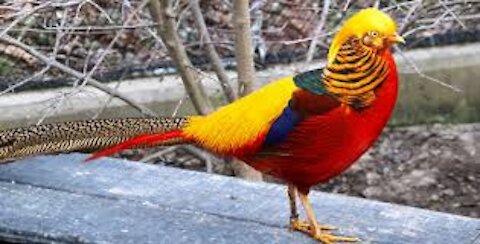 Beautiful Exotic Golden Pheasants and Wading Birds