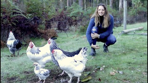 First Livestock for our 9-Acre Property 🐔 - Free Range Homestead Ep 2