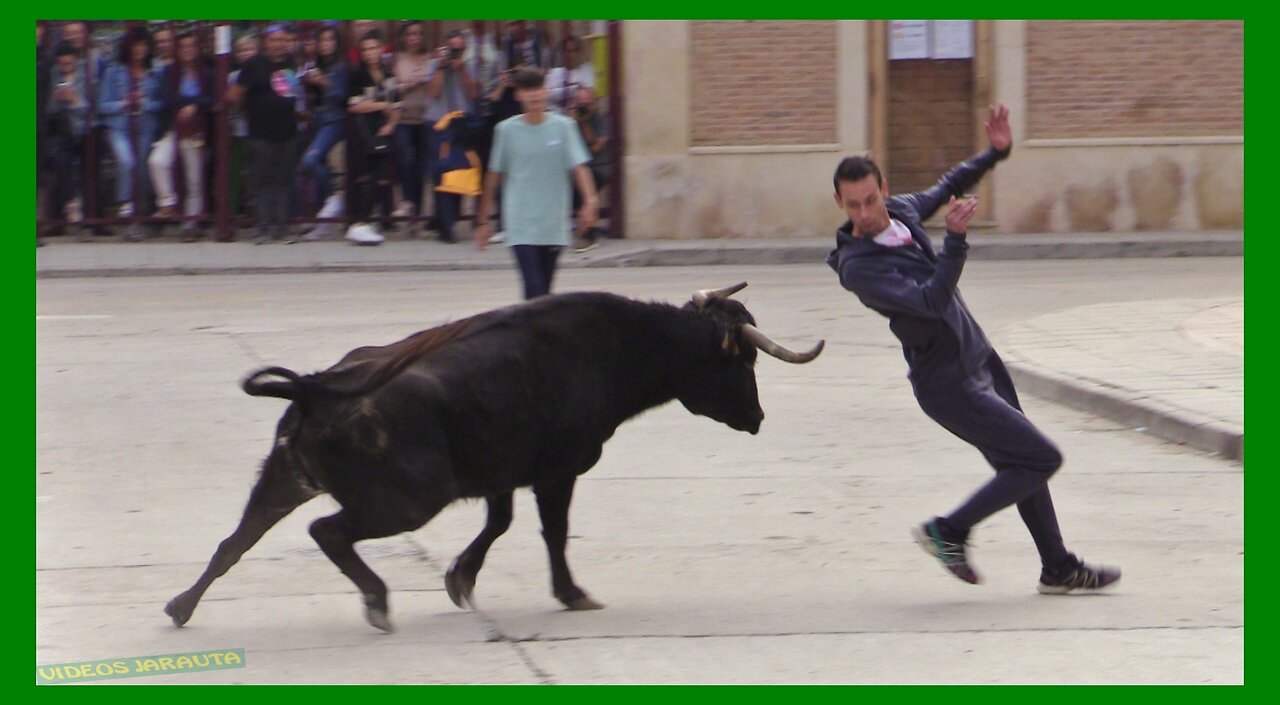 FRÉSCANO ( ZARAGOZA ) TARDE VACAS EN CALLE ( DOMINGO 15 OCTUBRE 2023 ) GANAD.EL RUISEÑOR