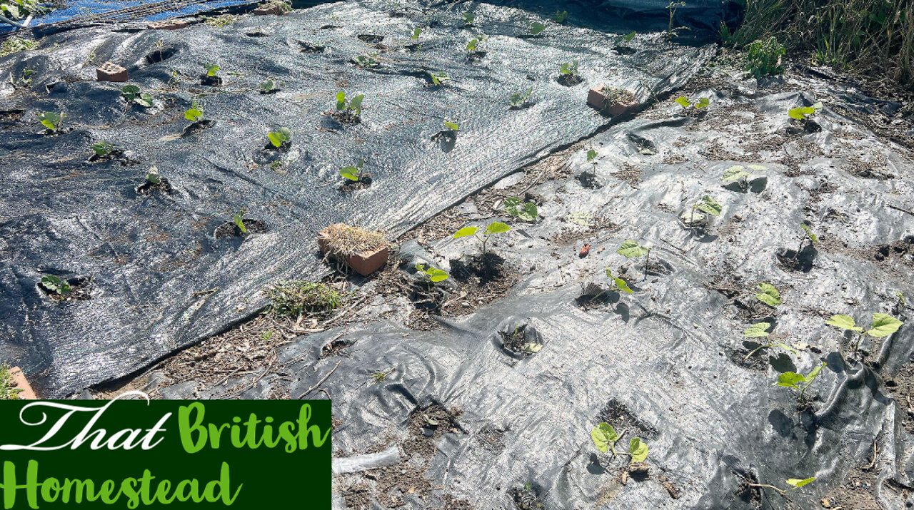 Succession growing. Planting Out More Seedlings 🌱: Allotment Garden