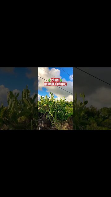🌵HUGE🌵 HAWAIIAN CACTUS #aloha #olelohawaii #kauai #alohafriday