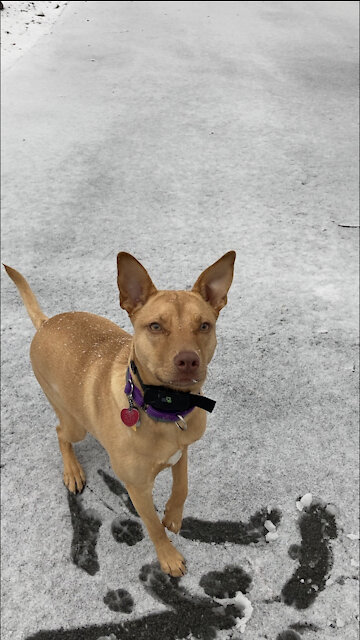 Puppy experiences snow for the first time, has priceless reaction