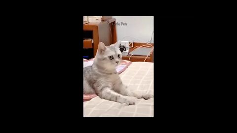 Ethiopian Funny WATCH THIS! Adorable Pets Video Compilation Animal Life