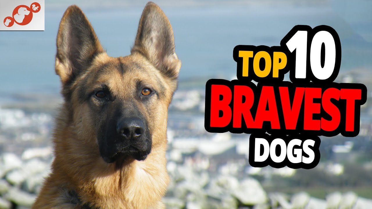 Brave Dogs - TOP 10 Bravest Dog Breeds In The World!