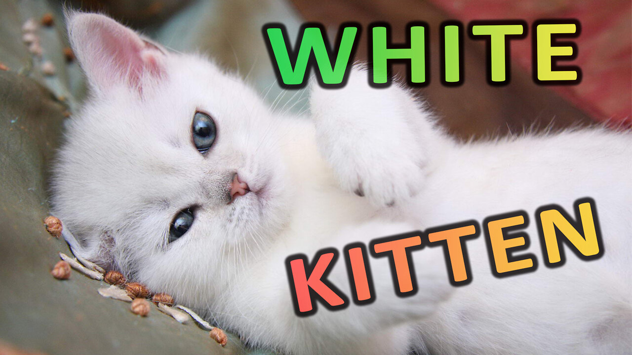 white kitten