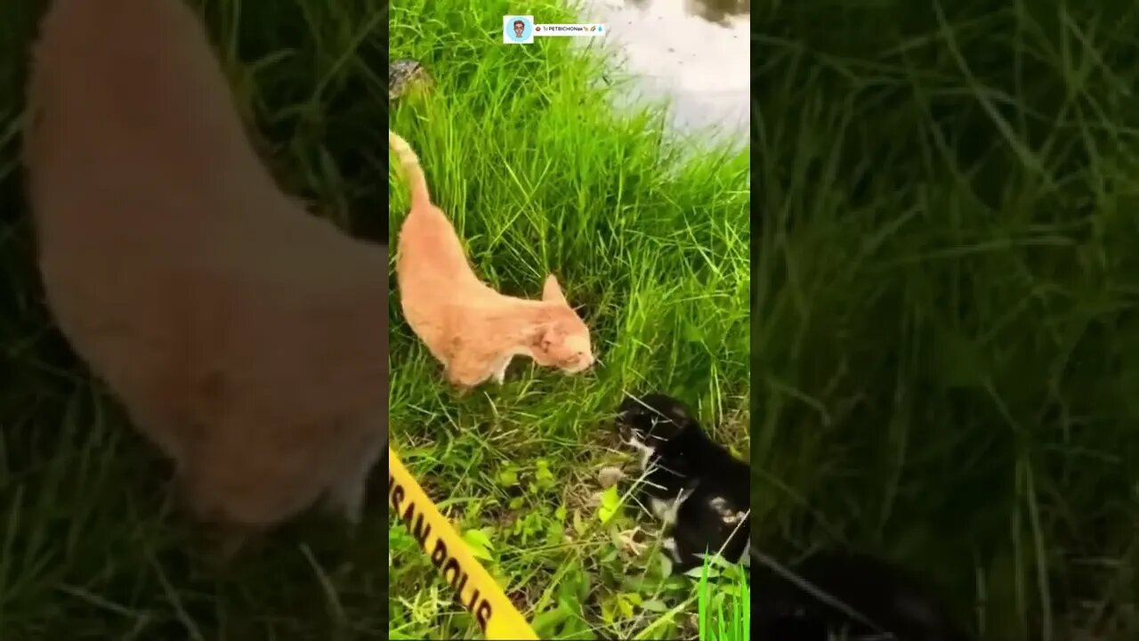 Gatos namorando e sendo observados kkkk