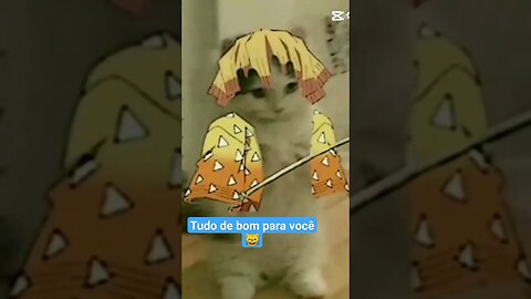 Gato Bartolomeu Tunico 😺