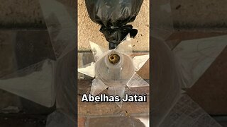 Passei as abelhas para uma casa maior #Shorts