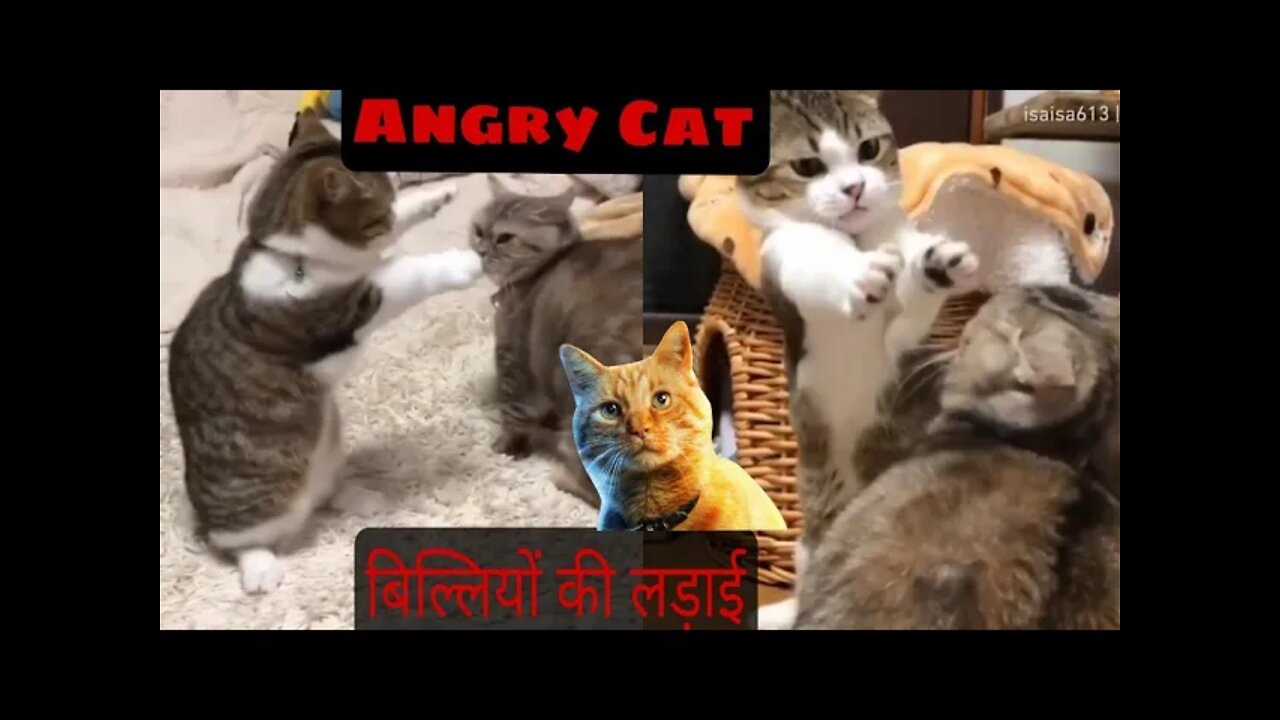 cat fanny videos बिल्लियों की लड़ाई😾😾