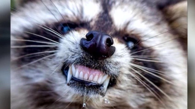 'Zombie-like' raccoons are baring their teeth, walking on hind legs