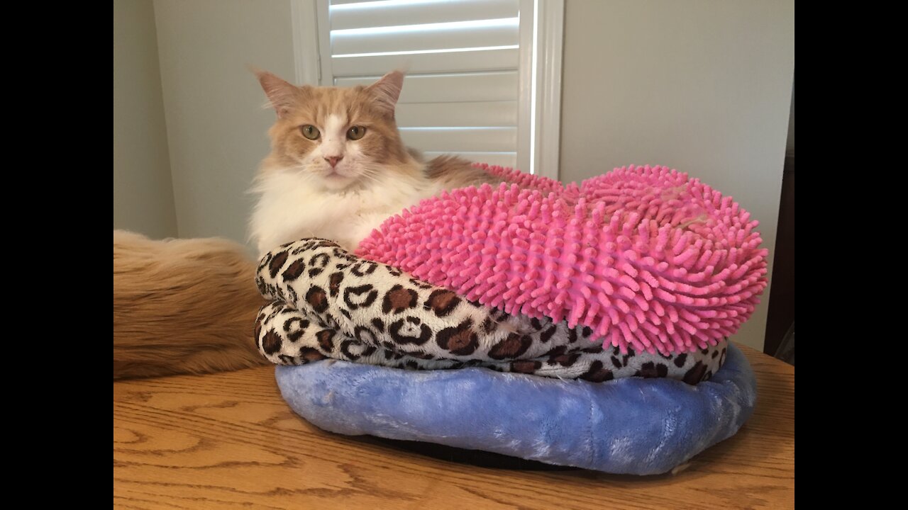 Maine Coons Sitting in Odd Places!