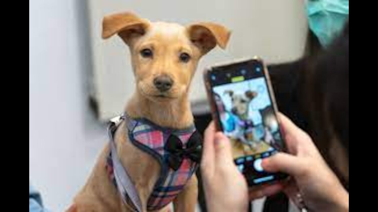 Smart puppies can cheer up your life