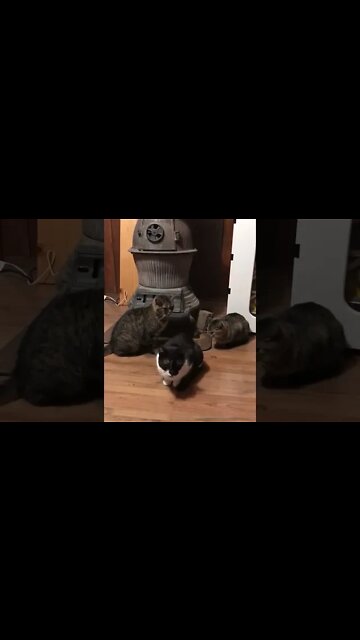 Fifi, Bob & Grumpy want me to build a fire. Cats