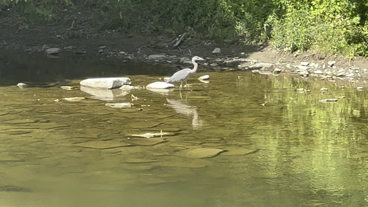 Great Blue Heron and White Egret