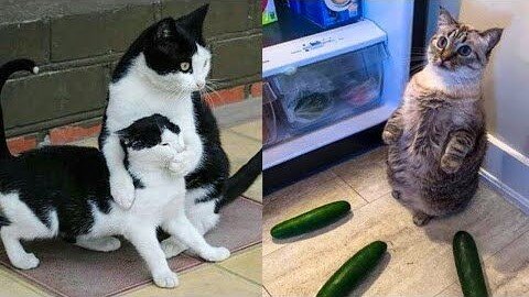 (SUPER CUTE) Funny Animal Videos that made my day 😂