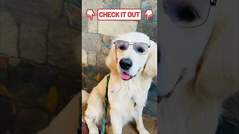 Wait for the Pose! #goldenretriever #shorts