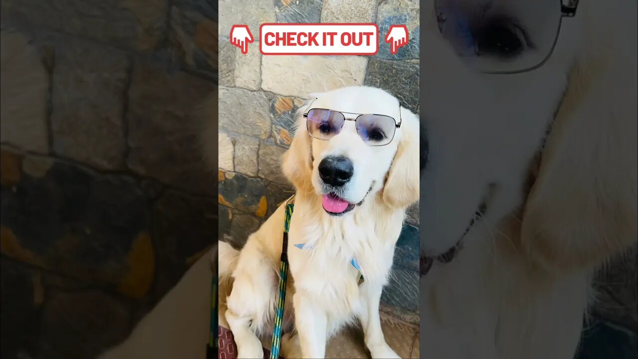 Wait for the Pose! #goldenretriever #shorts