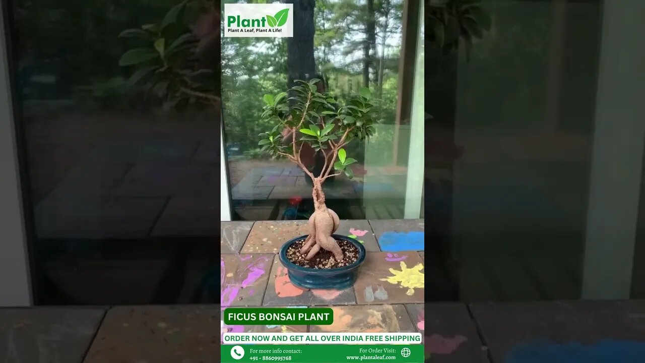 Buy Ficus Bonsai Plant Online Buy Live Plants Online Plant A Leaf #shorts #plantaleaf