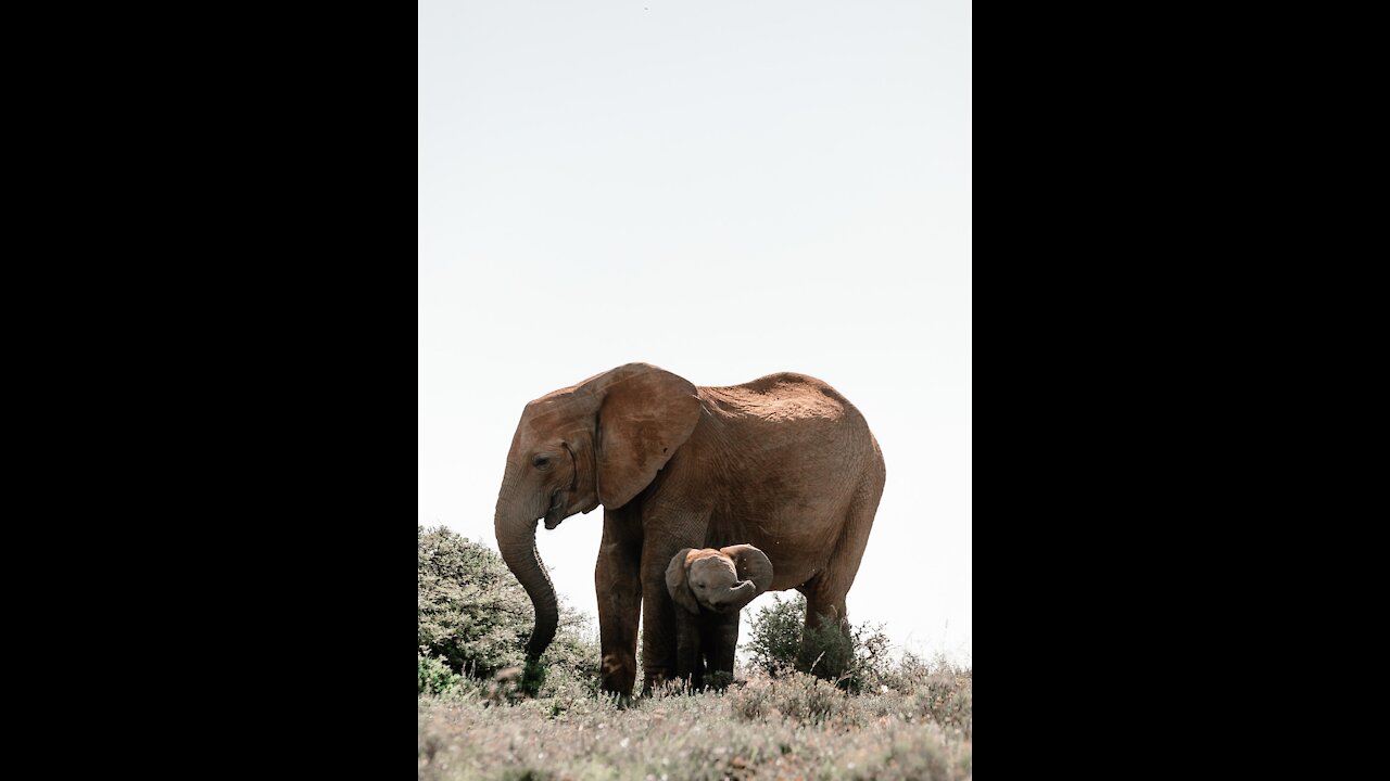 Mischievous baby elephant