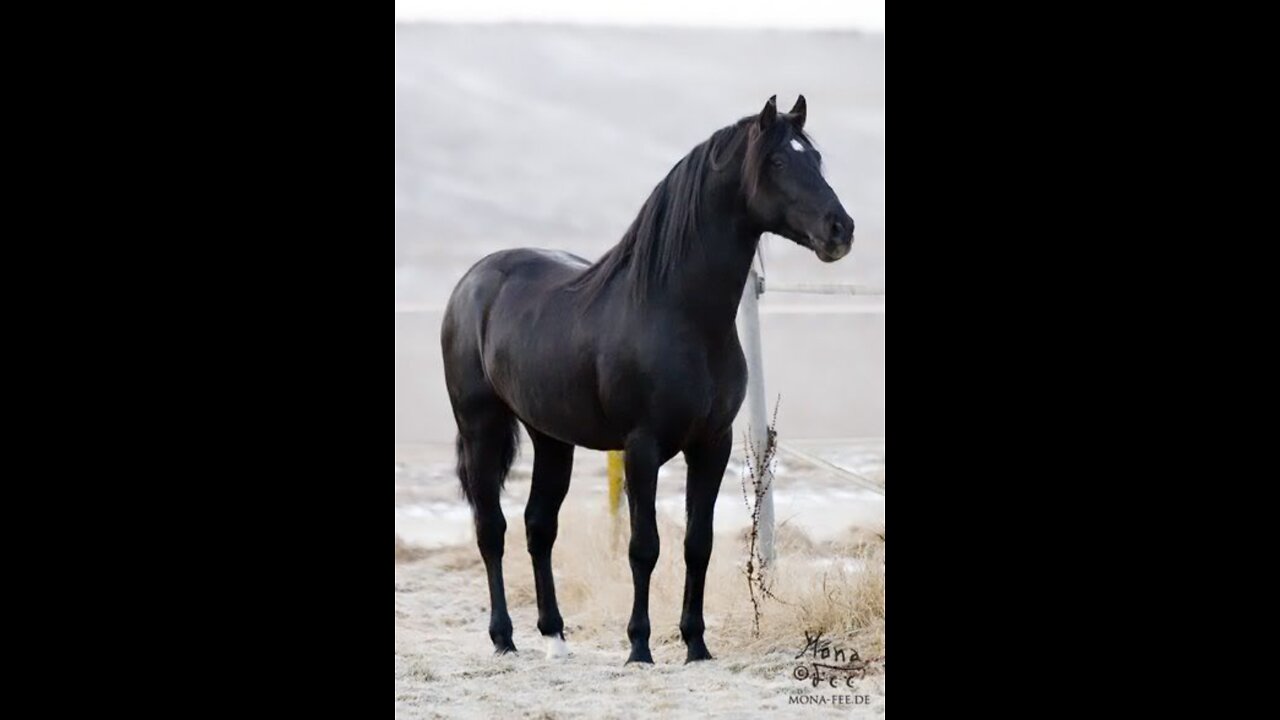 Arabic race horses from morroco