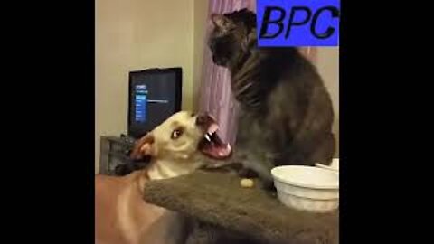 FUNNY DOGS VEDIO|| AND CATS