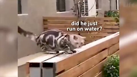 Best Funny Animal Videos 2022 😂 Funniest Cats And Dogs Videos