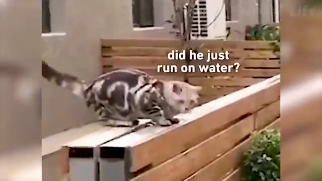 Best Funny Animal Videos 2022 😂 Funniest Cats And Dogs Videos