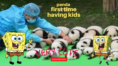 Mommy Panda Has A Baby For The First Time In Real Life! Funniest Animal Videos