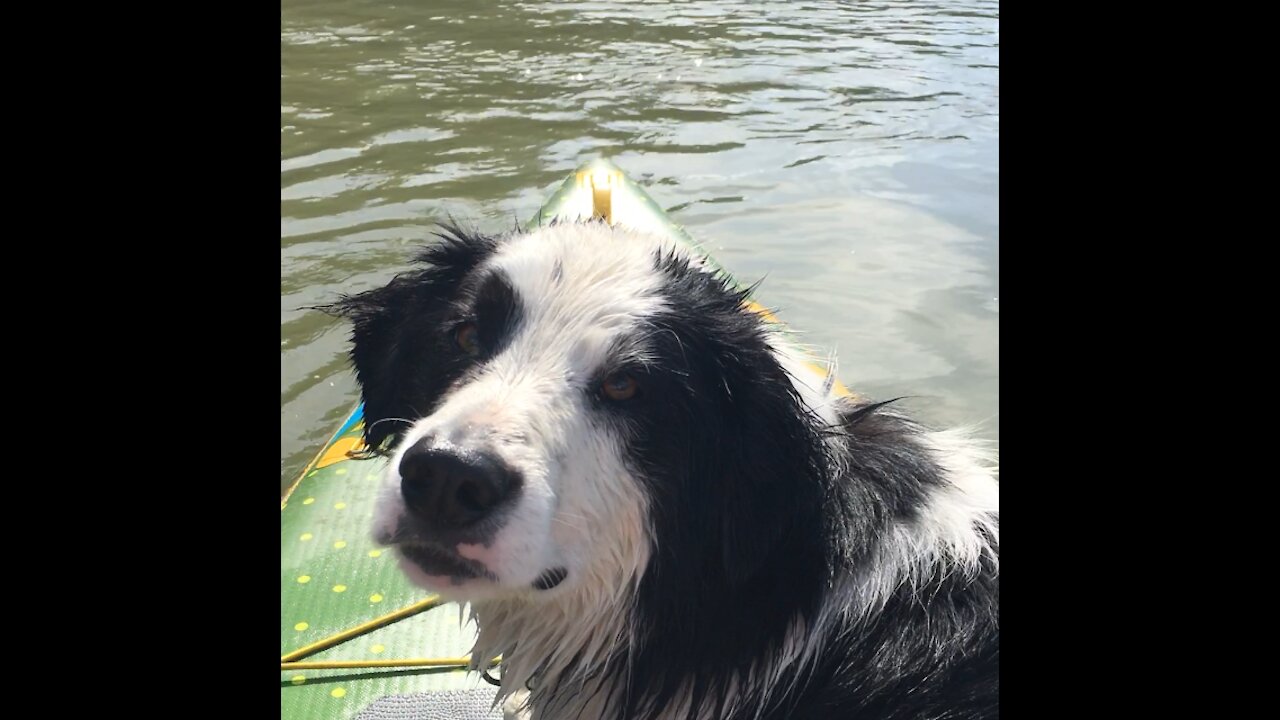 Paddle Boarding Collie on River