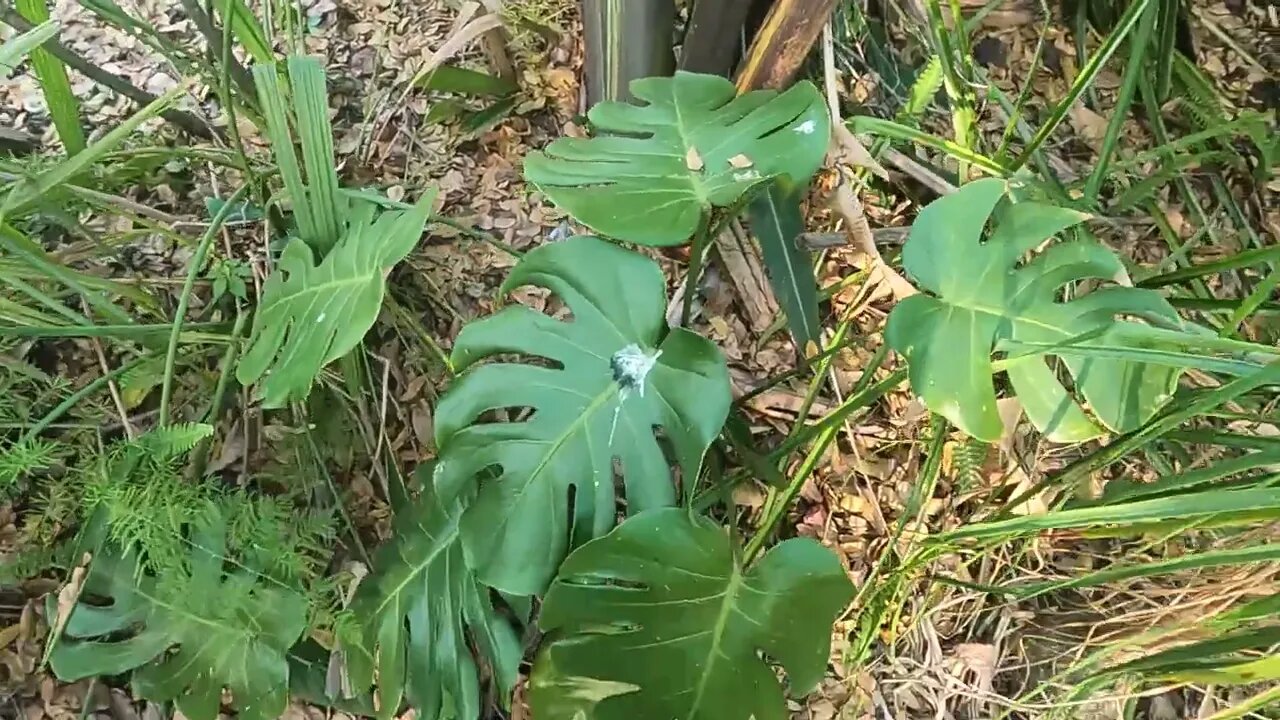 Monstera Deliciosa