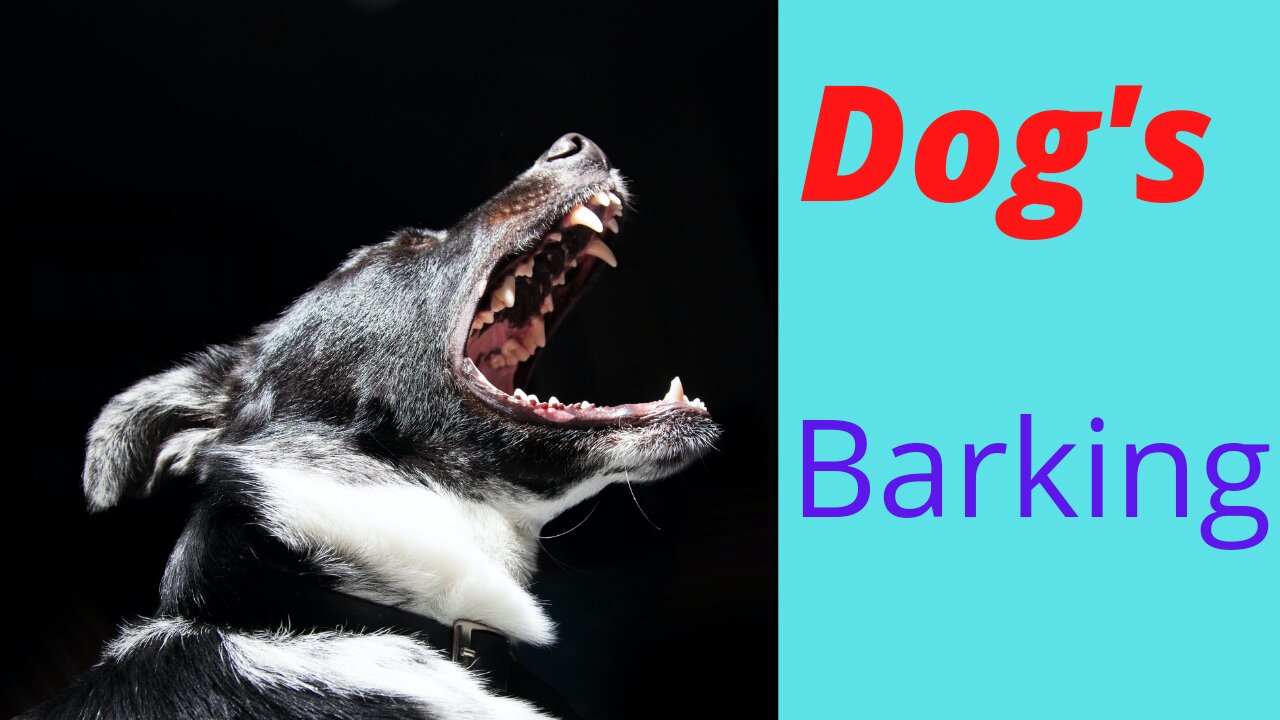 dog's barking sound video | funny videos