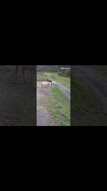 Young horse and older sick herd mate
